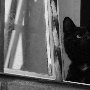 el gato en laventana